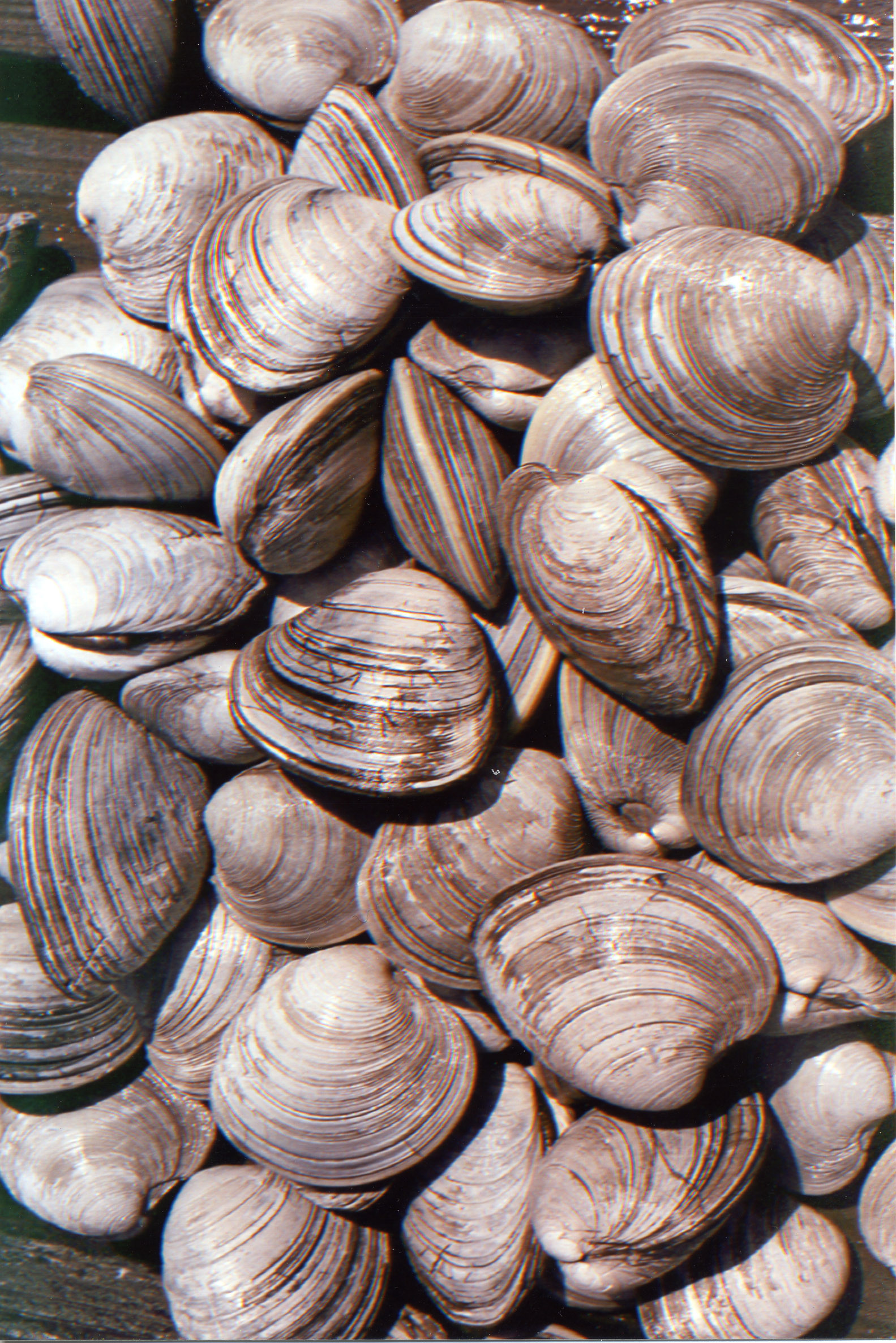 pile of clams